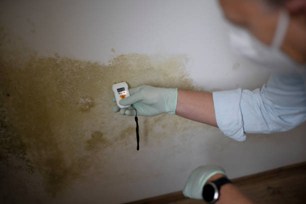 Best Bathroom Mold Remediation in Ossun, LA
