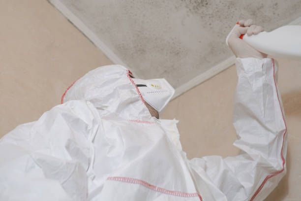 Best White Mold Remediation in Ossun, LA