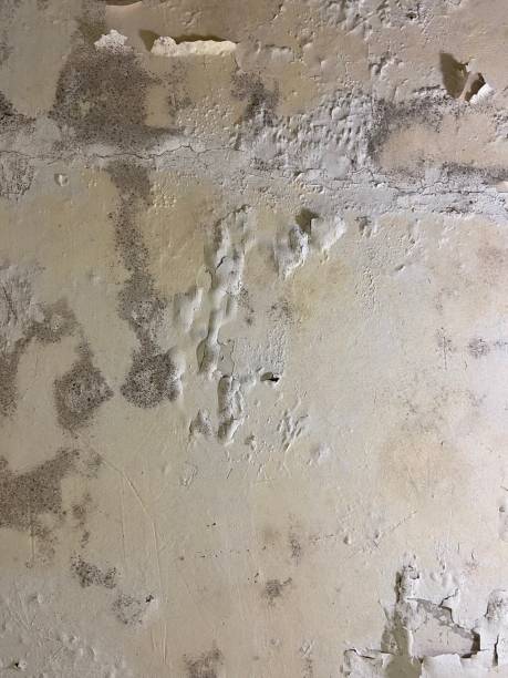 Best DIY Mold Remediation Support Services in Ossun, LA