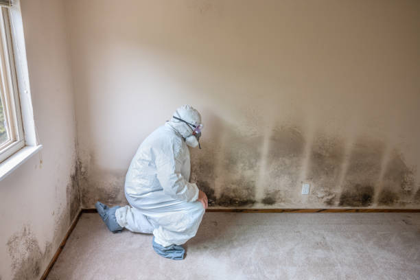 Reliable Ossun, LA Mold Remediation Solutions