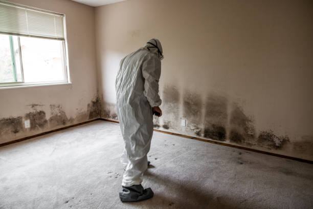 Best Basement Mold Remediation in Ossun, LA