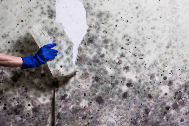 Best Post-Flood Mold Remediation in Ossun, LA