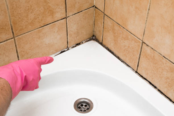 Best Emergency Mold Remediation in Ossun, LA